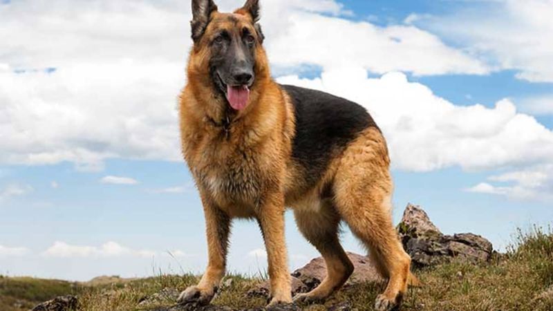 German Shepherd