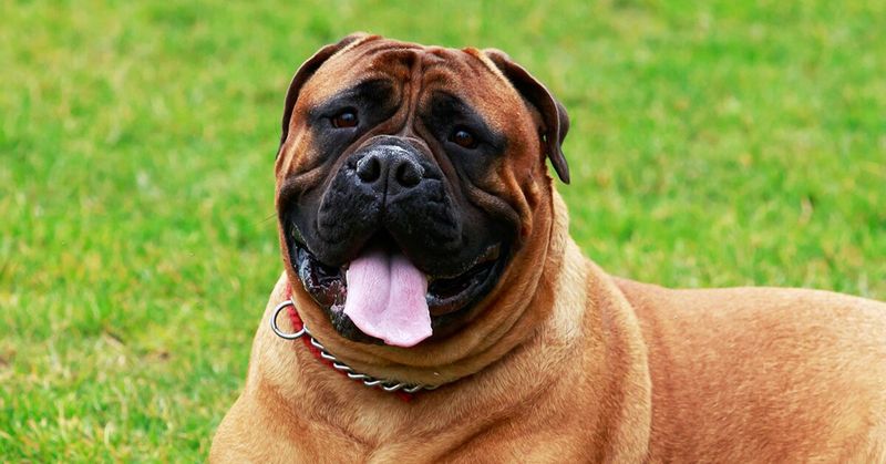 Bullmastiff
