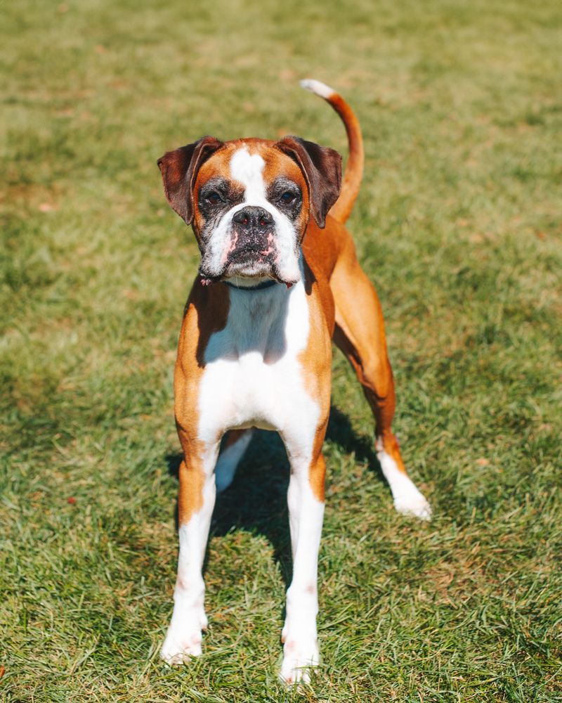 Boxer