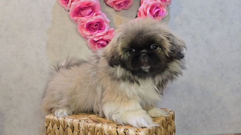 Pekingese