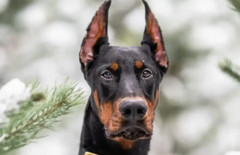 Doberman Pinscher