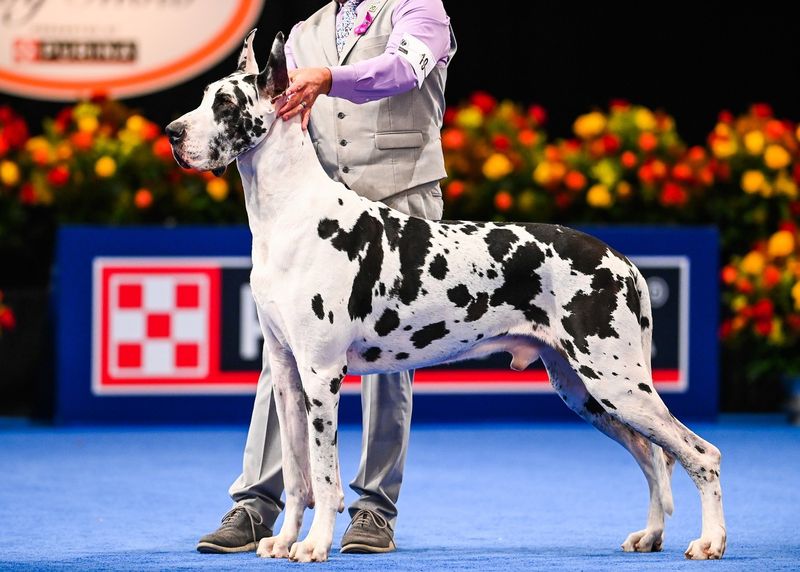 Great Dane