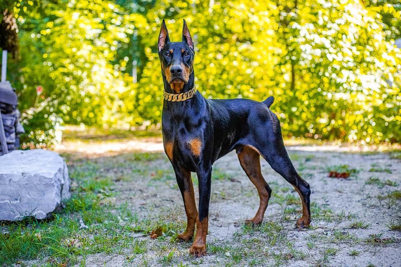 Doberman Pinscher