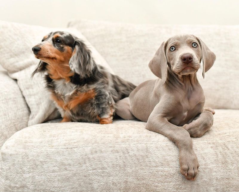 Weimaraner