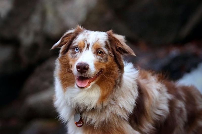 Australian Shepherd