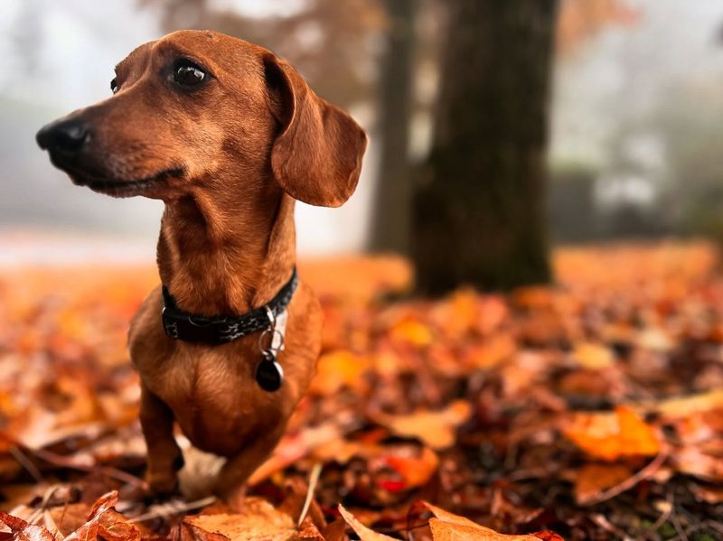 Dachshund