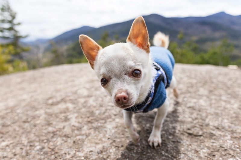Chihuahua