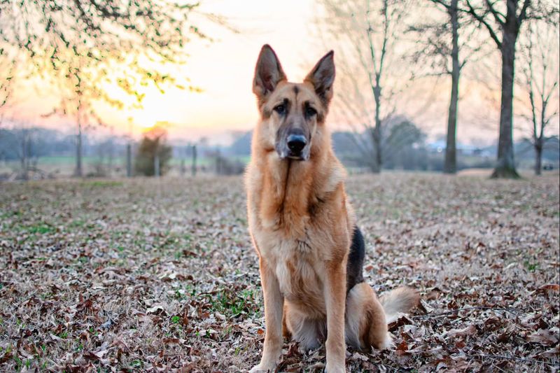 German Shepherd