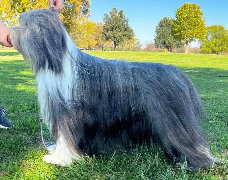Bearded Collie