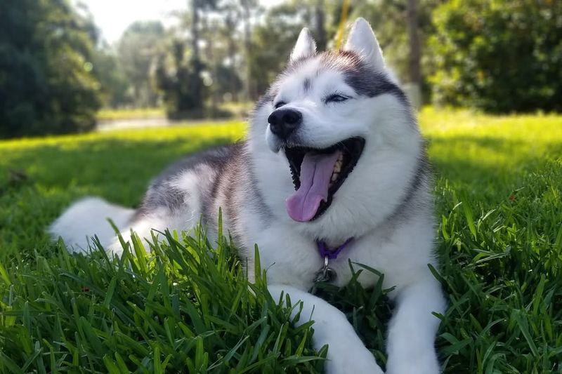 Siberian Husky