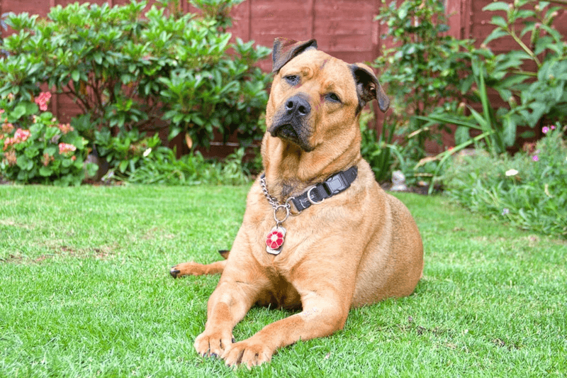 Rottweiler Pitbull Mix