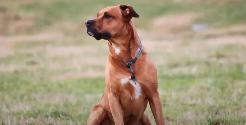 Rottweiler Boxer Mix