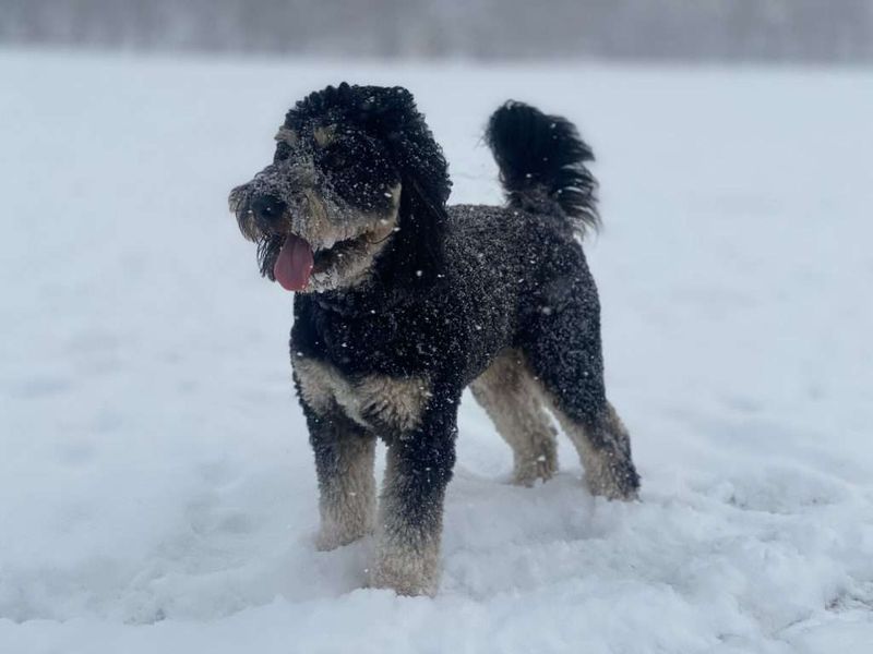 Rottweiler Poodle Mix