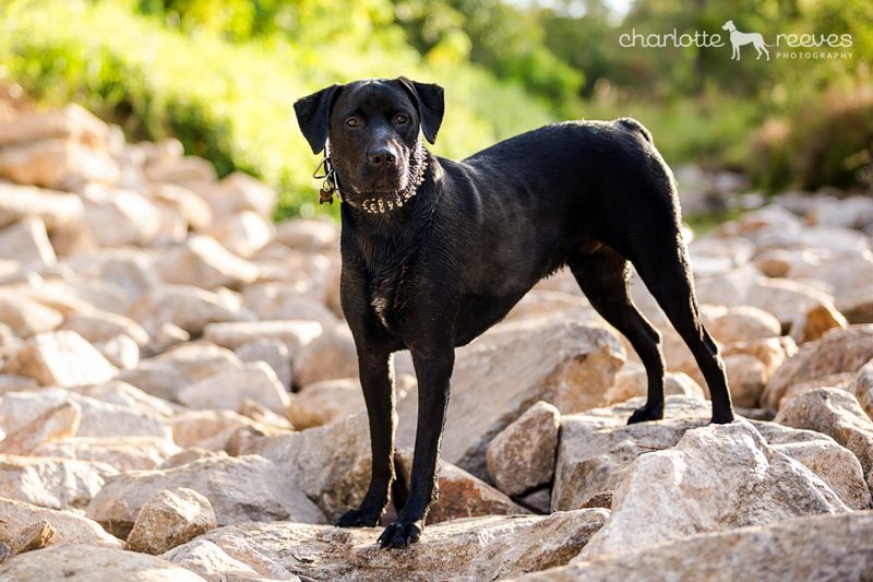 Rottweiler Labrador Mix