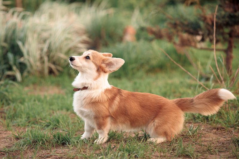 Pembroke Welsh Corgi