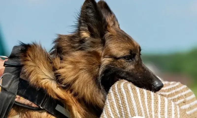 German Shepherd