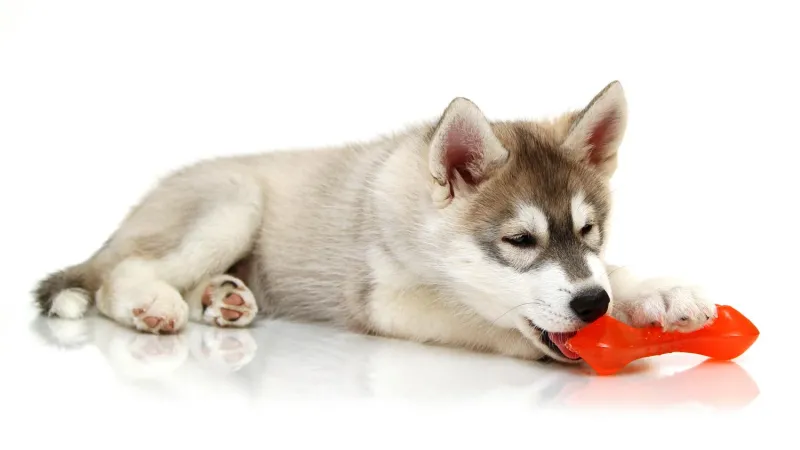 Solution 1: Interactive Toys