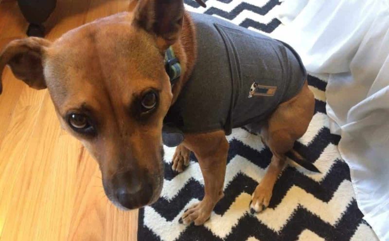 Thundershirt