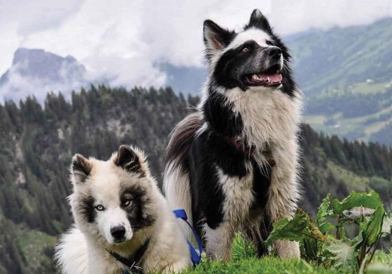 Yakutian Laika
