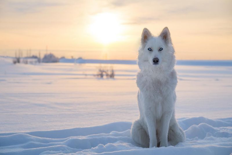 Yakutian Laika