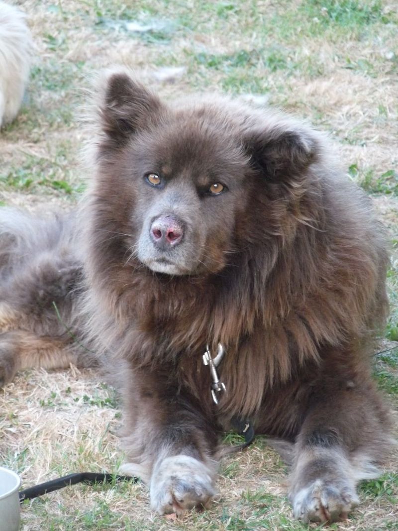 Taimyr Laika