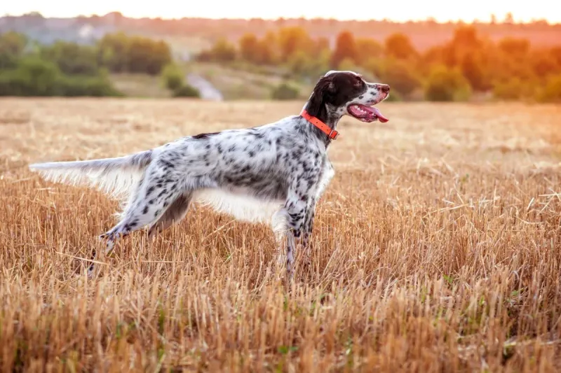 Field Setter