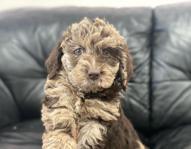 F1b Labradoodle
