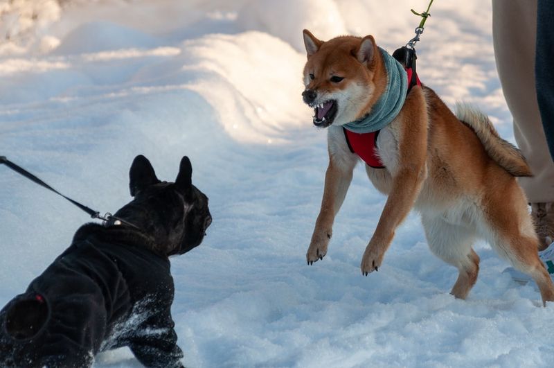 Akita