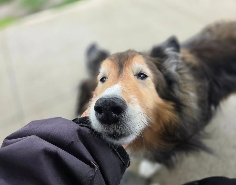 Collie
