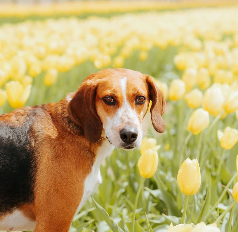 Beagle