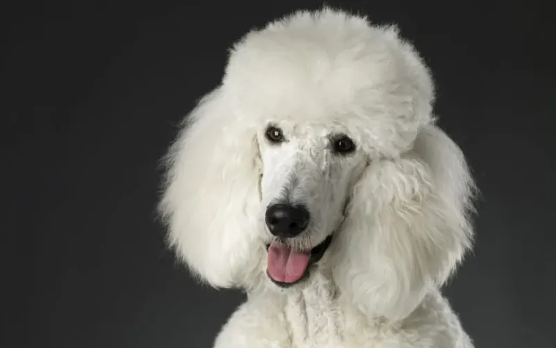 Poodle