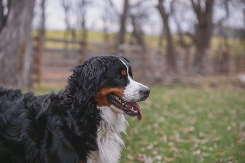 Bernese Mountain Dog