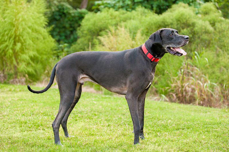 Great Dane