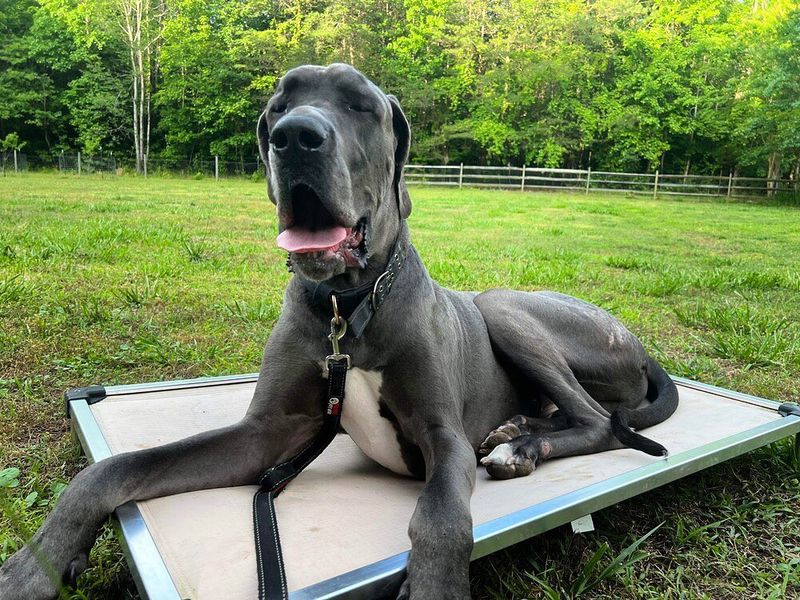 Great Dane