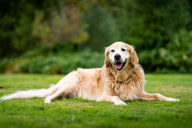 Golden Retriever