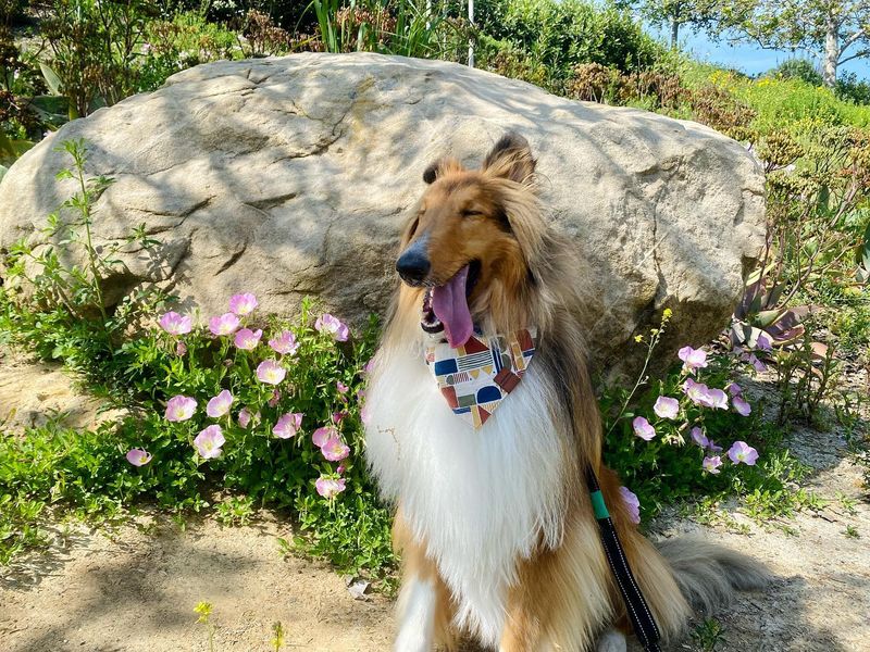 Collie