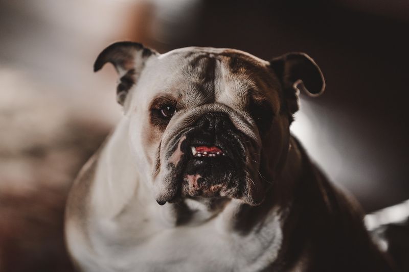 English Bulldog