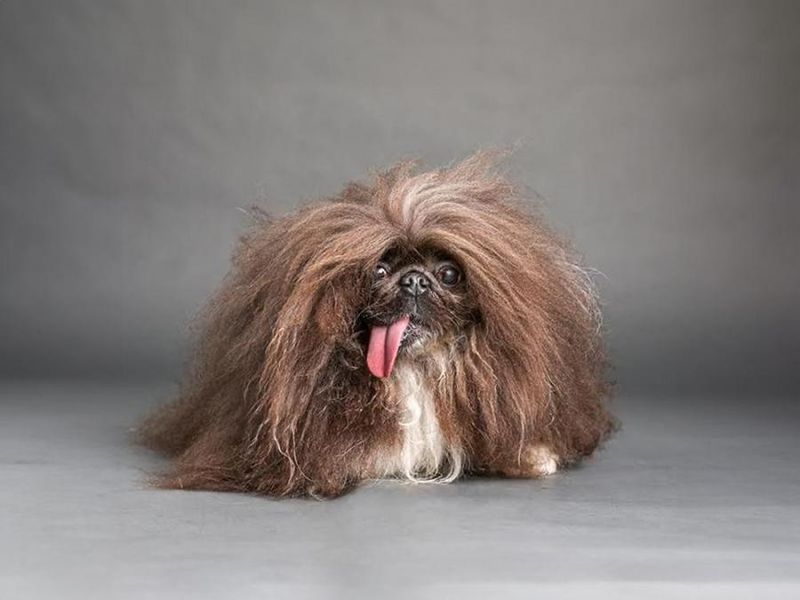 Pekingese