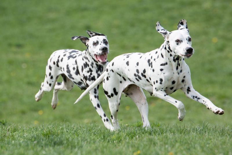 Dalmatian