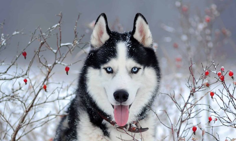 Siberian Husky