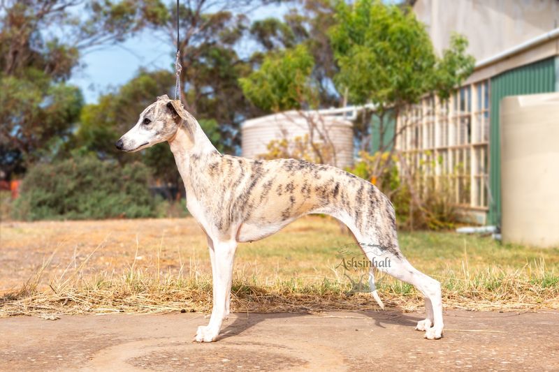 Whippet
