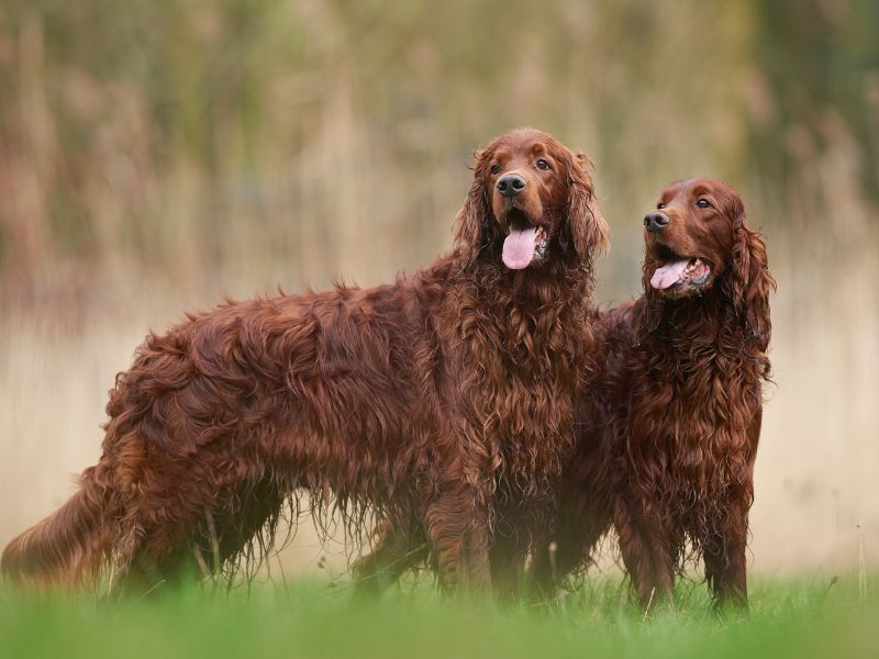 Irish Setter