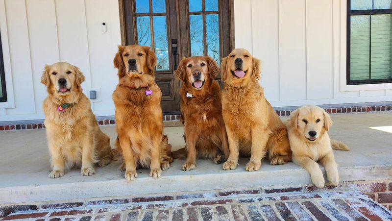 Golden Retriever