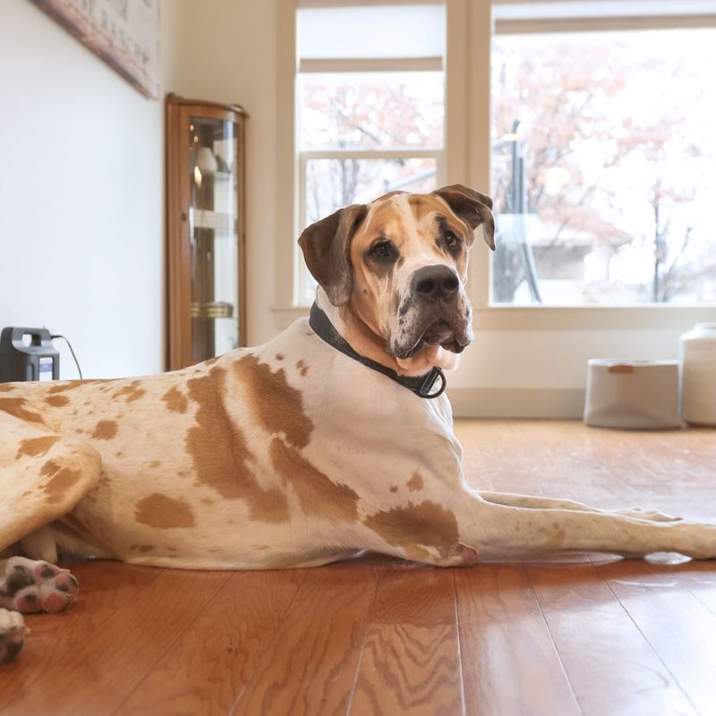 Great Dane