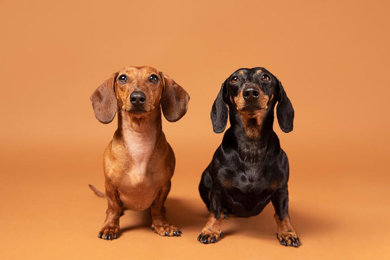 Dachshund