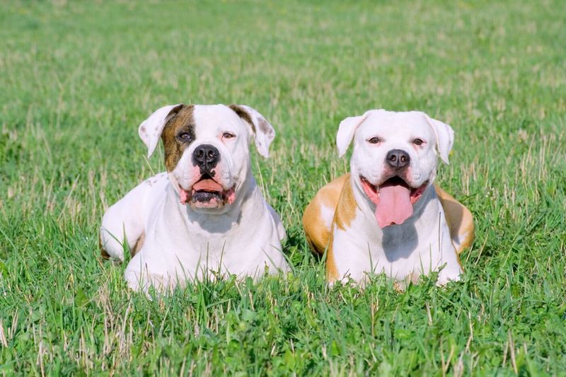 American Bulldog