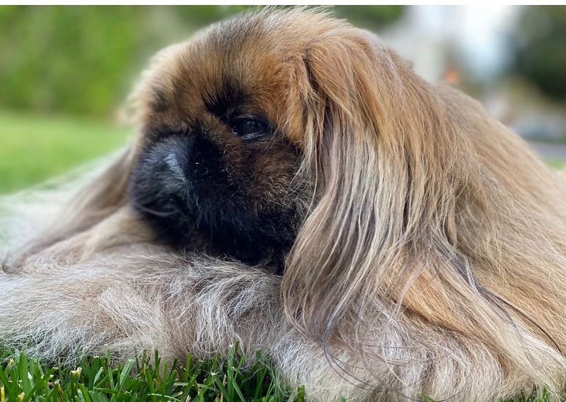 Pekingese