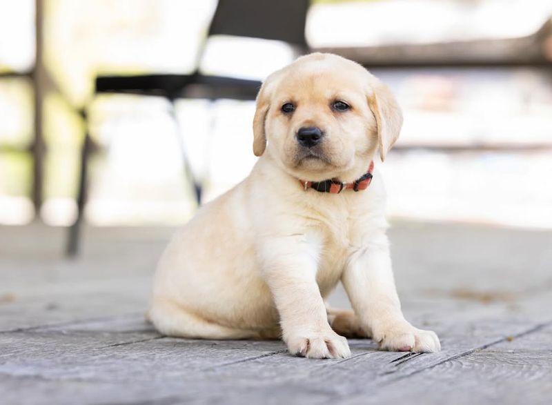 Labrador Retriever