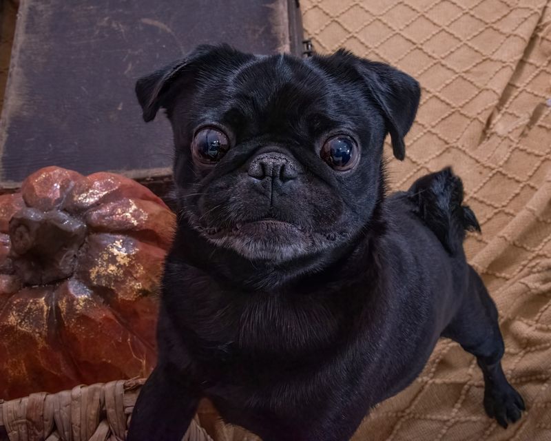 Pug