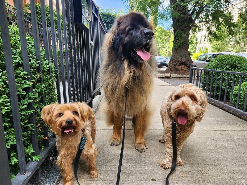 Leonberger
